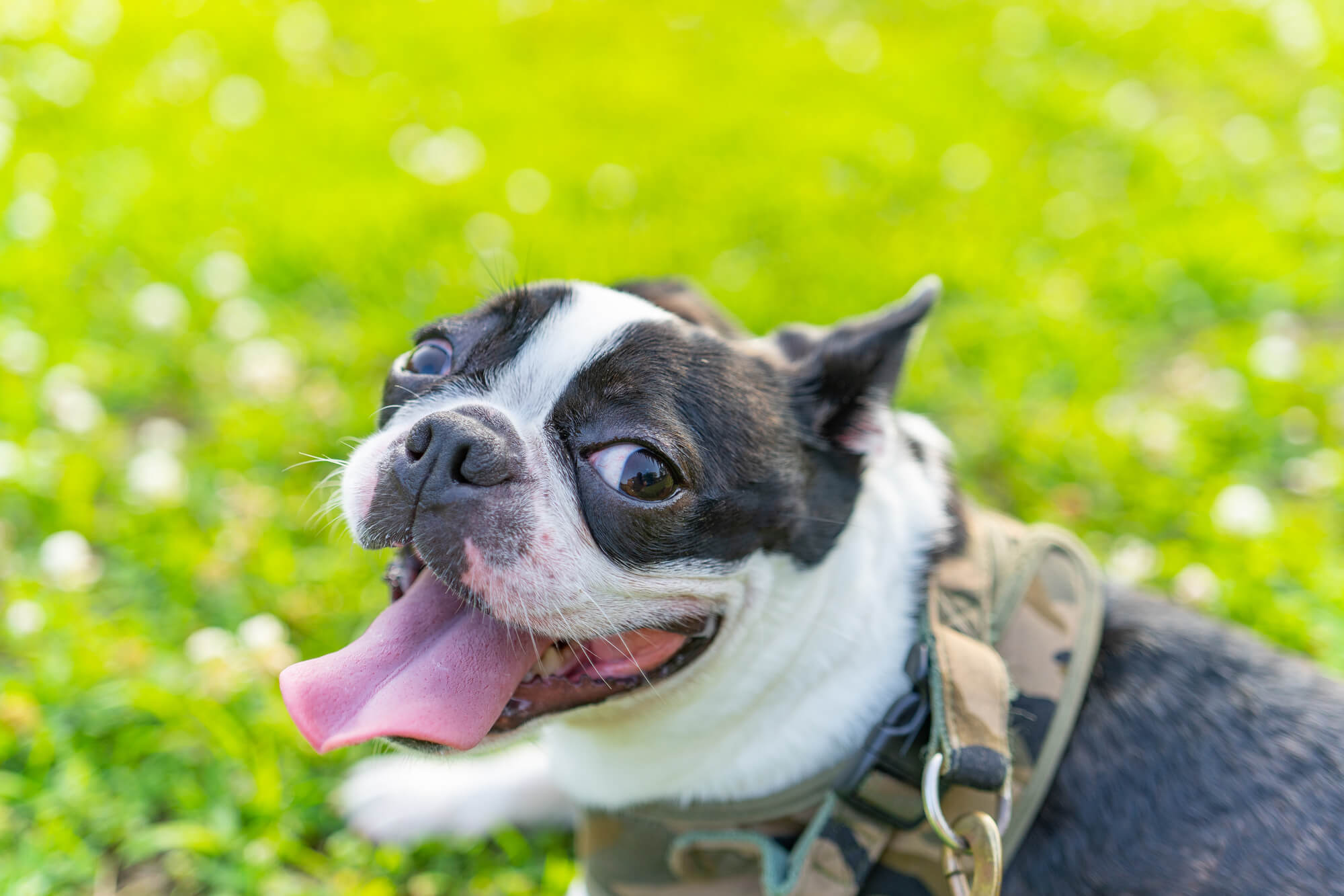 愛犬に合った負担の少ないハーネスで快適な散歩を始めましょう！